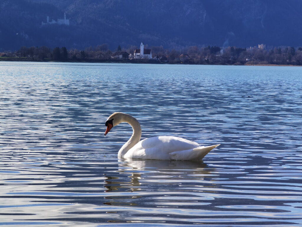 Füssen Sehenswürdigkeiten zum Wandern, Radfahren und Baden: Der Forggensee